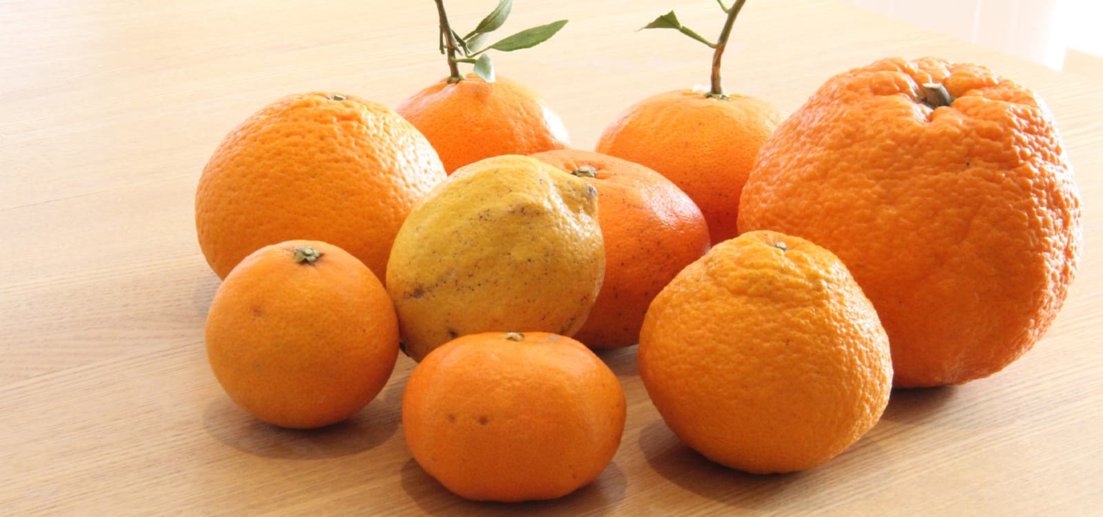 中島みかん狩り