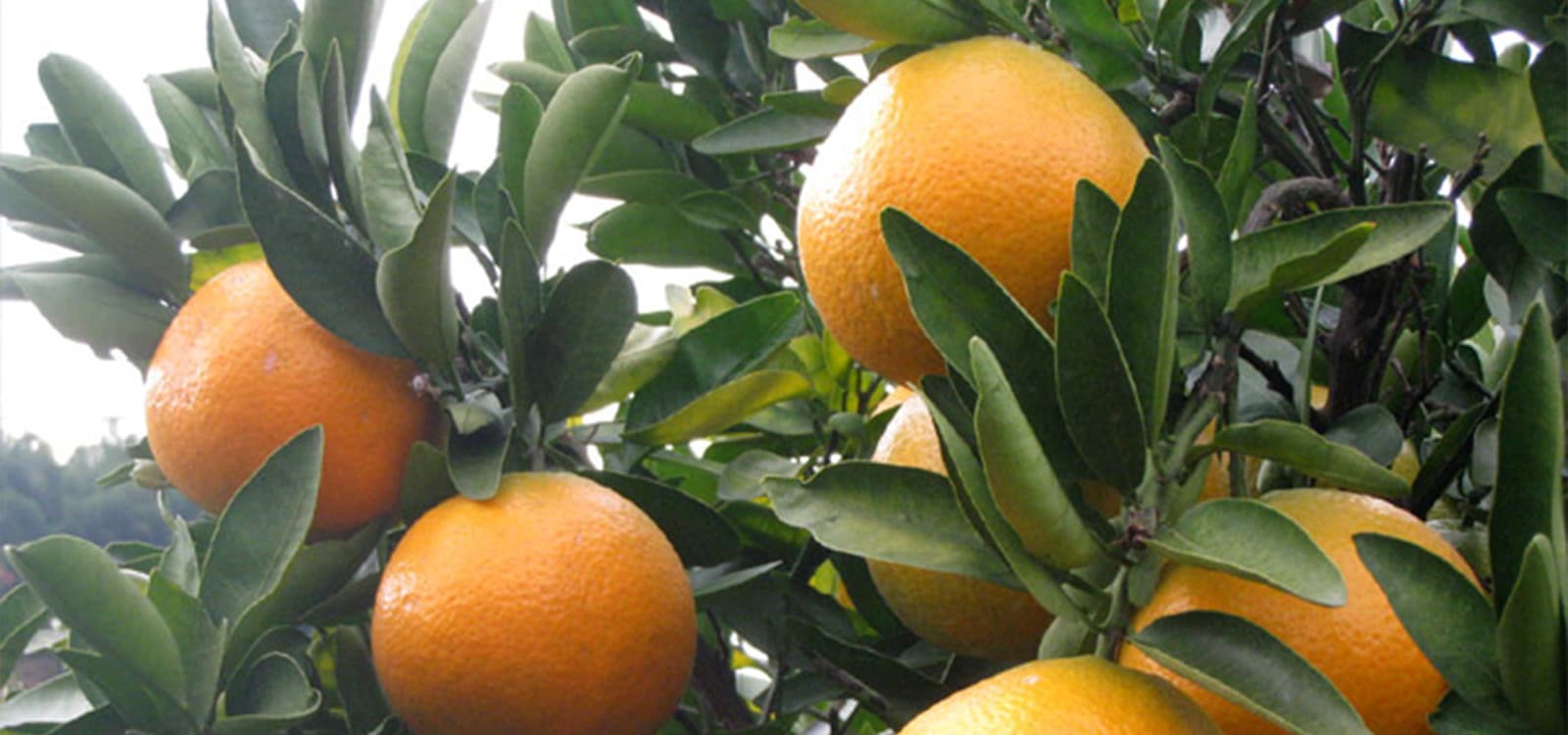 中島みかん狩り